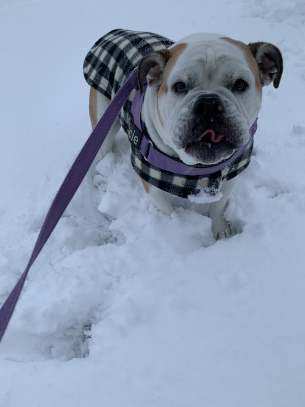 Gracie enjoys snow time in Lewes in this photo submitted by Aileen Forker.