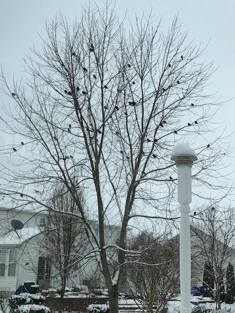 “This morning two of the trees in my back yard had birds flying from one to the other,” John J. Walker of Lewes writes about this image he sent.
