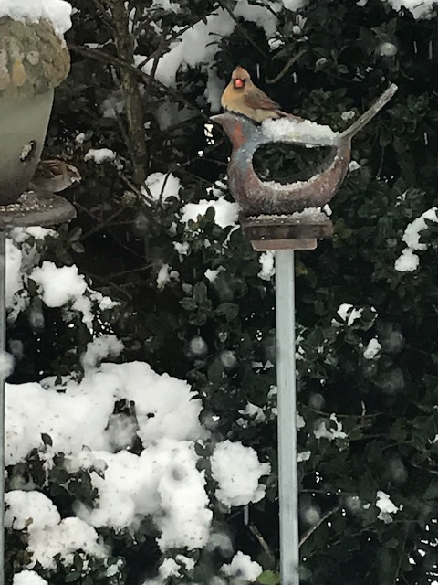 “I watched this female cardinal sit for 10 minutes without moving,” wrote LIsa Eline of Rehoboth Beach. “I thought she was stuck to my copper bird, but luckily she flew away.”