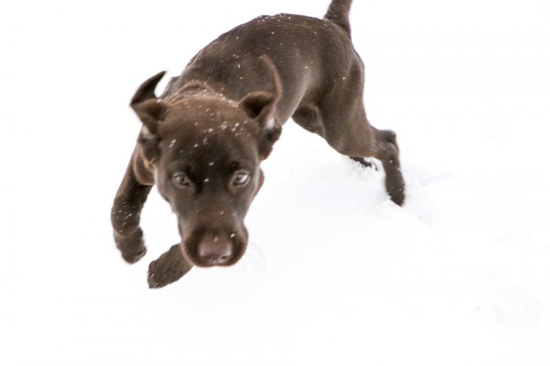 Puppy’s first snow: Luna enjoys her very first snow romp at Prime Hook National Wildlife Refuge.