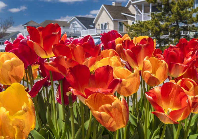 Winners announced for Bethany Beach photo contest Cape Gazette