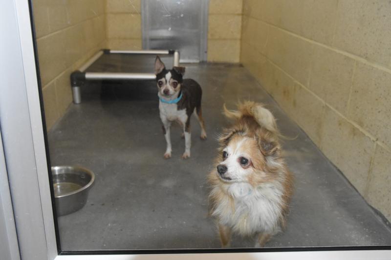 SPCA accepts 44 dogs from one Dover home Cape Gazette