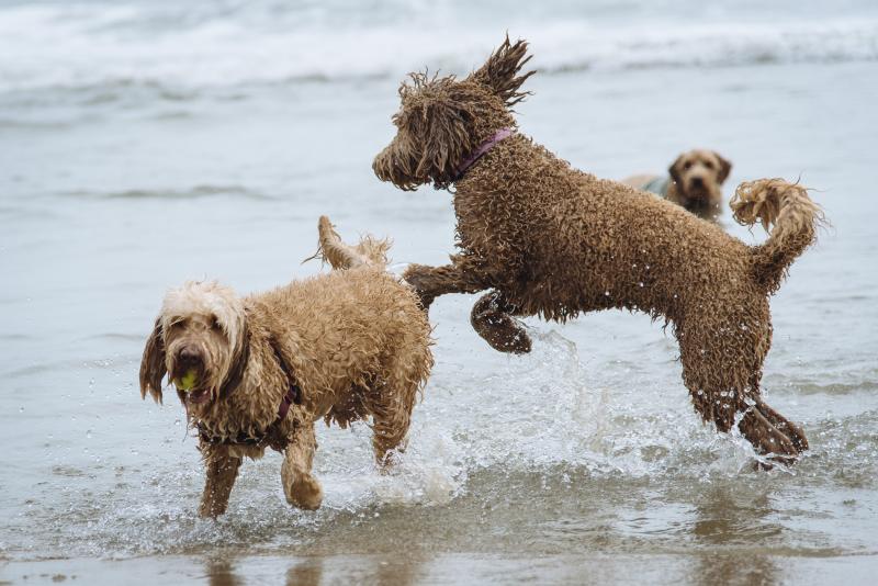Dewey Beach Doodle Romp to return April 2628 Cape Gazette