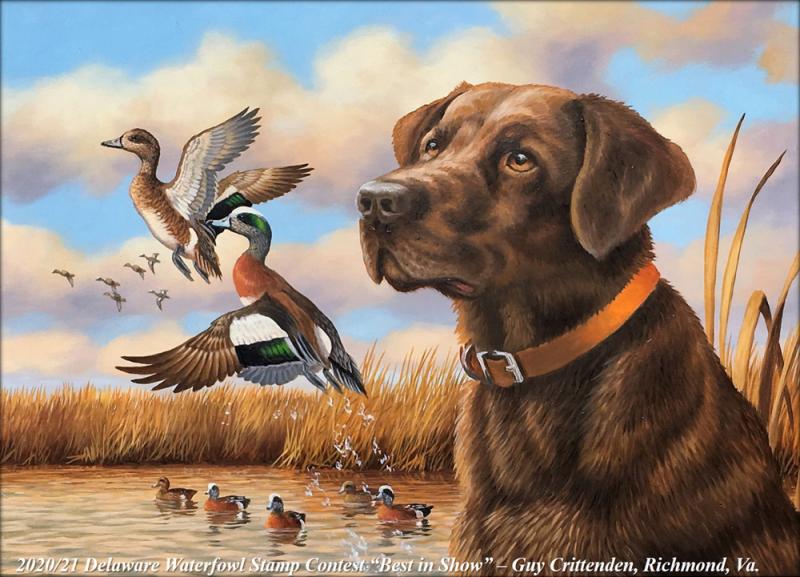 A painting of an American wigeon and a chocolate Labrador retriever by Guy Crittenden of Richmond, Va., will grace the 2020/21 Delaware Waterfowl Stamp.