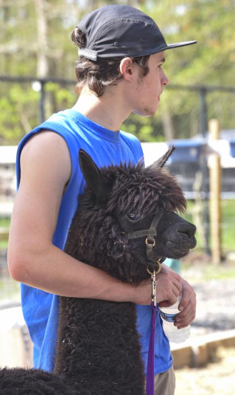 Rufus Koblenzer, part of the Mariacher team of traveling shearers, has a quiet moment with an alpaca.