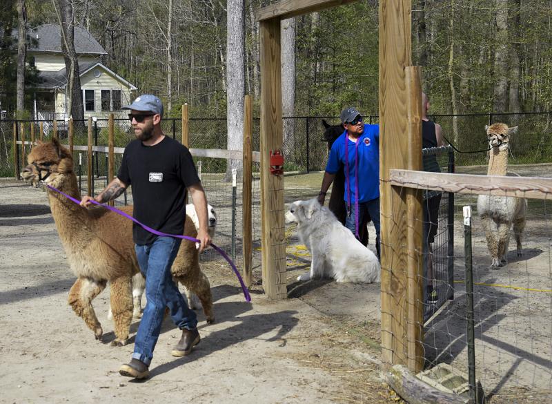 Scott Carey’s alpaca is about to be a lot cooler. Jose Palma keeps his Great Pyrenees in the paddock.