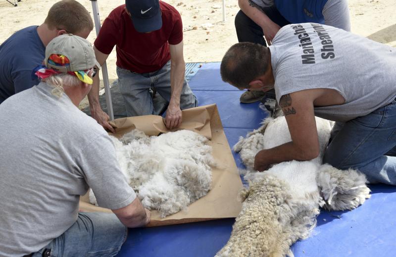 The premium fleece comes from the torso, and it is carefully wrapped for transport to the processing factory.