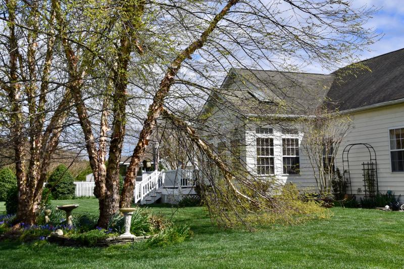 The Covington Chase neighborhood off Oyster Rocks Road north of Lewes sustained damage to trees in a few yards. RON MACARTHUR PHOTO
