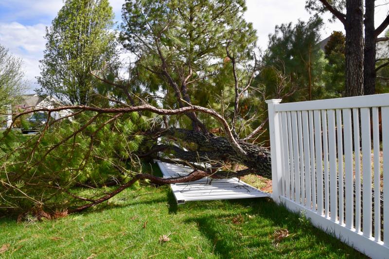 Trees are down, damaging a fence along Whitehall Drive in Covington Chase off Route 1 north of Lewes. RON MACARTHUR PHOTO