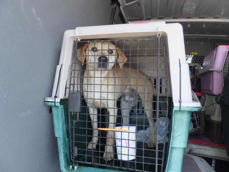 Brandywine Valley SPCA receives 90 rescue dogs Cape Gazette