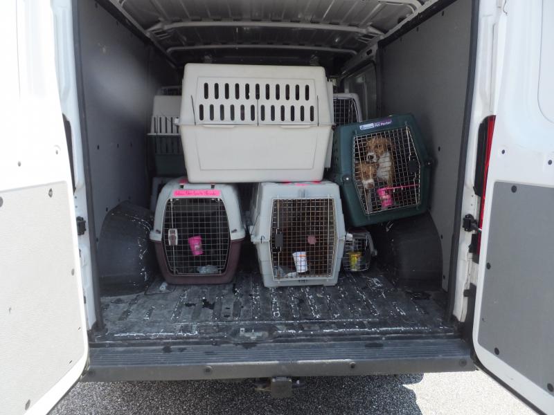 Brandywine Valley SPCA receives 90 rescue dogs Cape Gazette