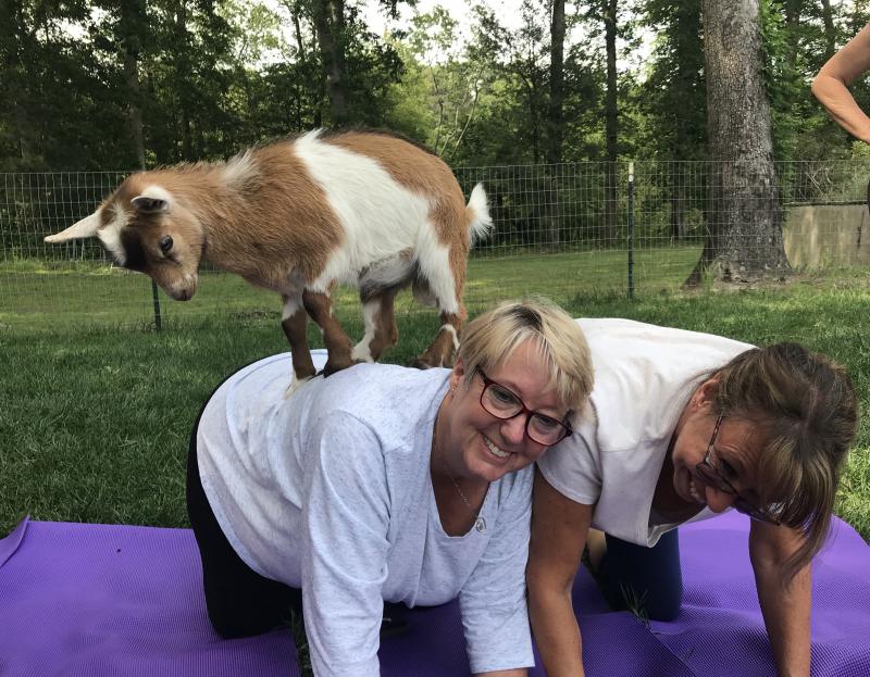 There is joy in goat yoga