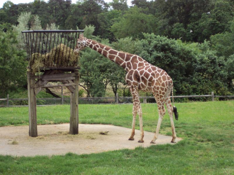 cape may ferry zoo trip