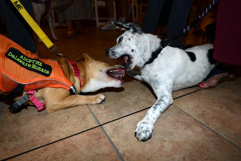 These two dogs made quick buddies as they played between people’s feet. DHA Wags. Whiskers and Wine