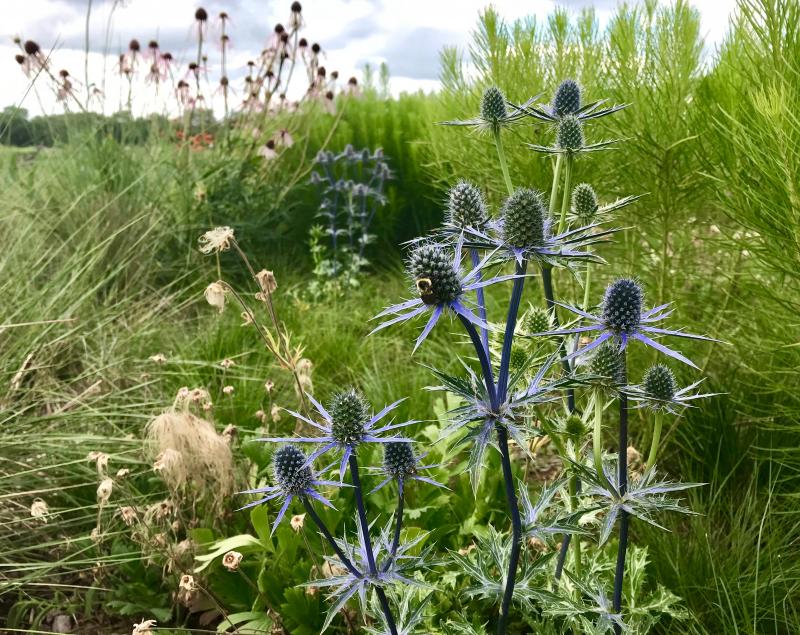 The Meadow Garden includes a wide variety of primarily native and other wildflowers that make for a colorful splashy show from spring through autumn before it shows off its varied and muted winter colors. The glowing Big Blues - a member of the thistle family also known as sea holly - drew a lot of attention from event guests.