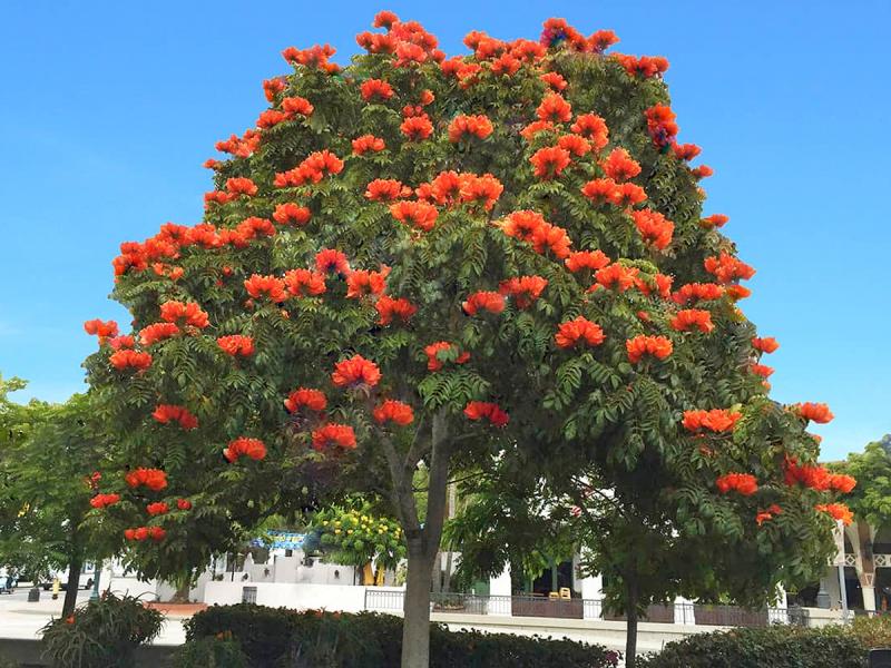 Tulip tree clearance