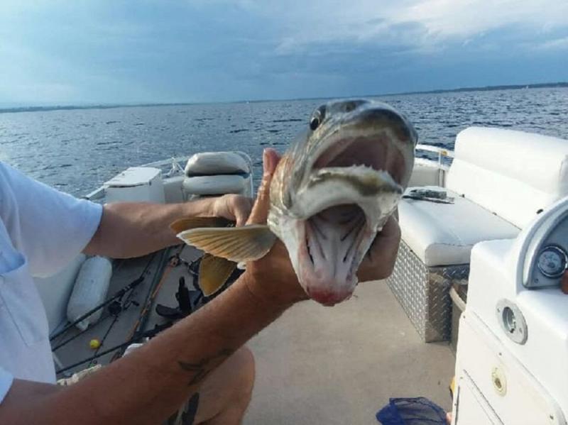 Debbie Geddes caught this two-mouthed lake trout recently while fishing in Lake Champlain. INTERNET PHOTO