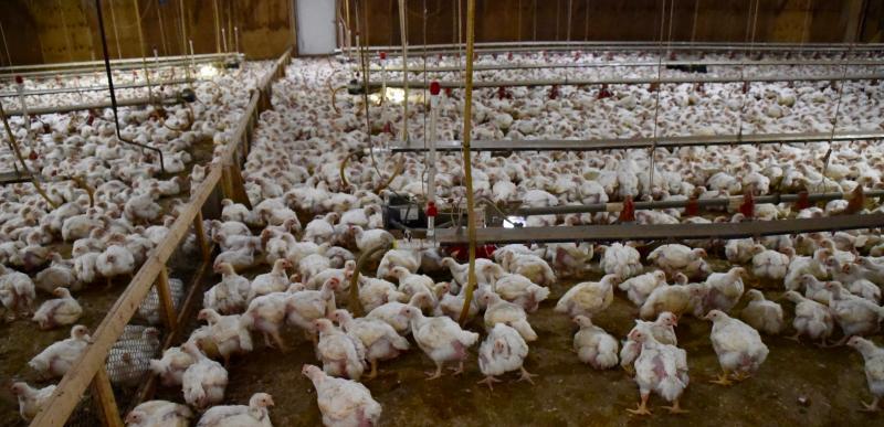 Chickens on the Masten’s farm are ready to leave their houses in about 38 days.