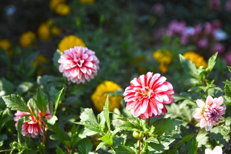 Dahlias add a sprinkle of color to the Milton Historical Society’s pollinator garden on Union Street.