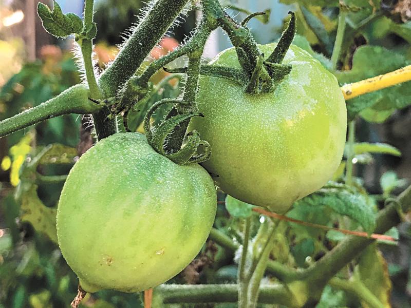 Why Do Green Tomatoes Rot on The Vine  