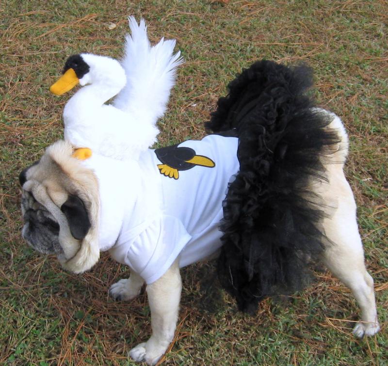 ballerina costume for dogs