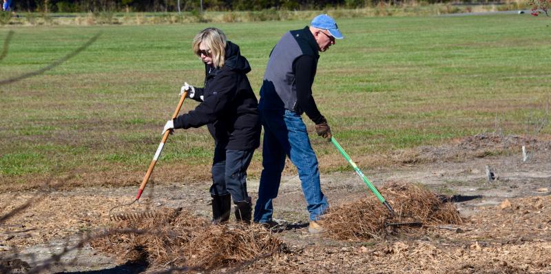 Denise Bridgens and Paul Collins work back-to-back to rake up pine needles to clear off land to expand the University of Delaware College of Earth, Ocean and Environment native plant garden. RON MACARTHUR PHOTOS