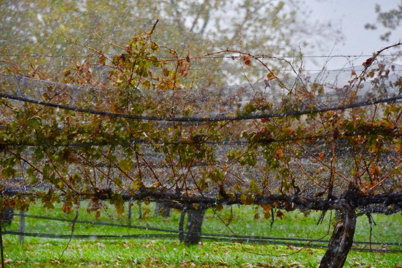 Rain and snow collect on vines and netting at Nassau Valley Vineyard near Lewes. RON MACARTHUR PHOTO