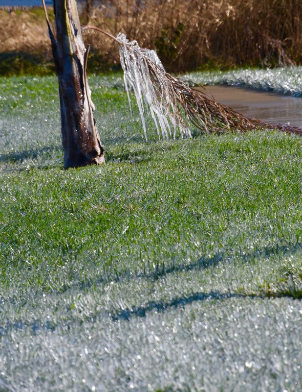 A branch from a palm tree is covered in ice from the Shell We Bounce irrigation system. RON MACARTHUR PHOTO