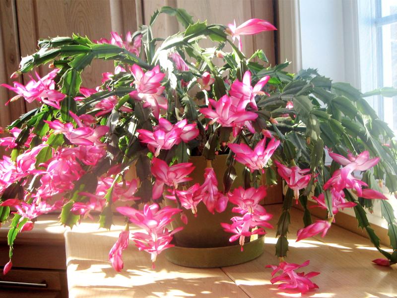 When to stop watering christmas cactus