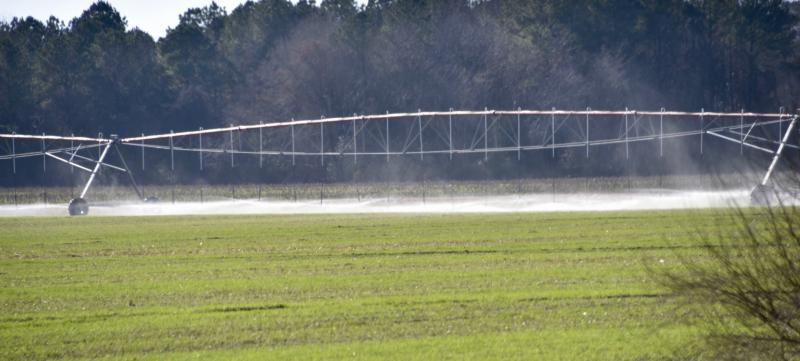 Mountaire Farms of Delaware, along Route 24 near Millsboro, wants to expand its current wastewater spray-irrigation acreage. RON MACARTHUR PHOTO