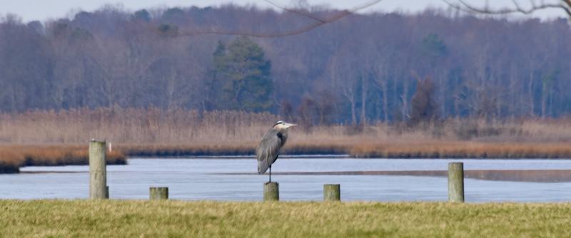 Wetlands and buffers group has unfinished business - CapeGazette.com