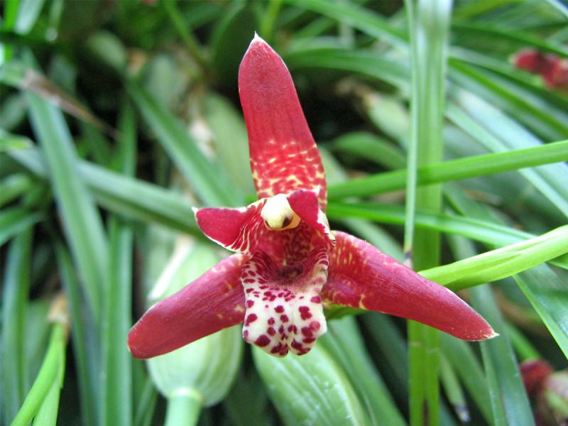 Coconut orchid store