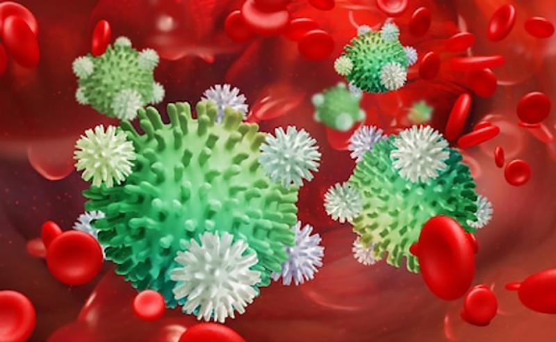 I chose this image because it looks Christmasy. It shows leukocytes - white blood cells - attacking flu and other virus cells in the bloodstream. Leukocytes are colorless but they can be stained to show up under a microscope. They get after their job, but when it comes to attacking and destroying viral upper respiratory infections, they take an average of 18 days to completely clear up coughs and other symptoms. PUBLICLY SOURCED INTERNET IMAGE