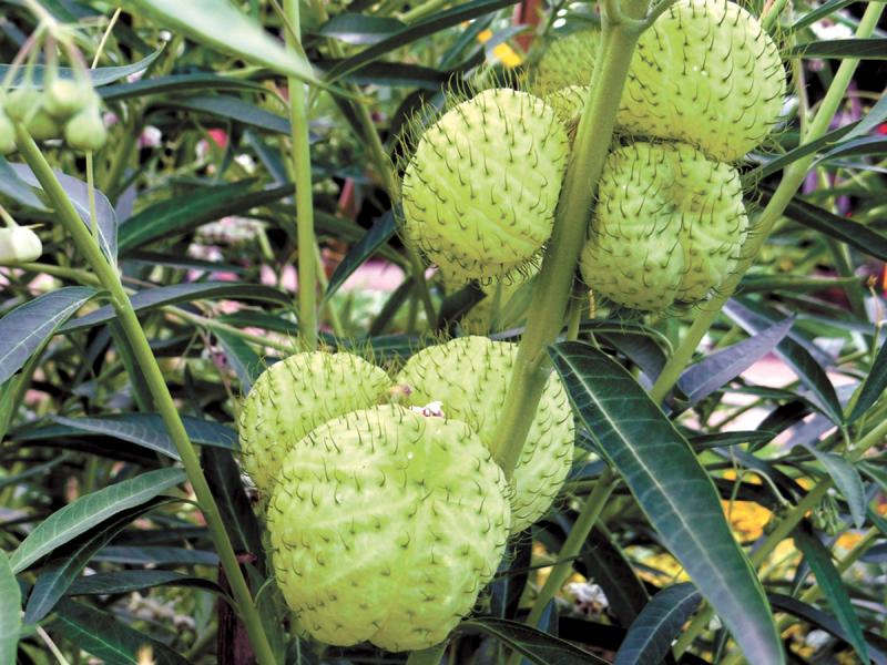 You can grow your own balloons right in your garden Cape Gazette