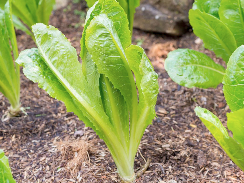 Learn about Eiffel Tower Restaurant part of Lettuce