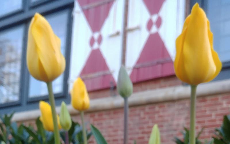 Zwaanendael Museum may be closed to the public, but the tulips outside are ready to open. KRISTIN AQUARIANN