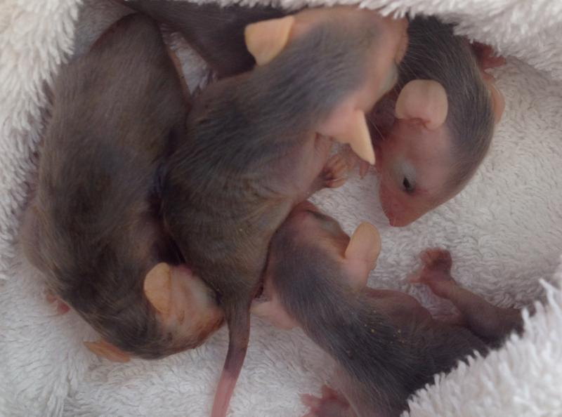Four baby opossums were rescued by Suzette Stewart from their deceased mother’s pouch March 31. Infants ride in their mother’s pouch and then on her back as they grow. Opossums are an ancient species, dating back about 60 million years. They benefit our environment because they eat bugs, beetles and even rats. SUBMITTED PHOTO