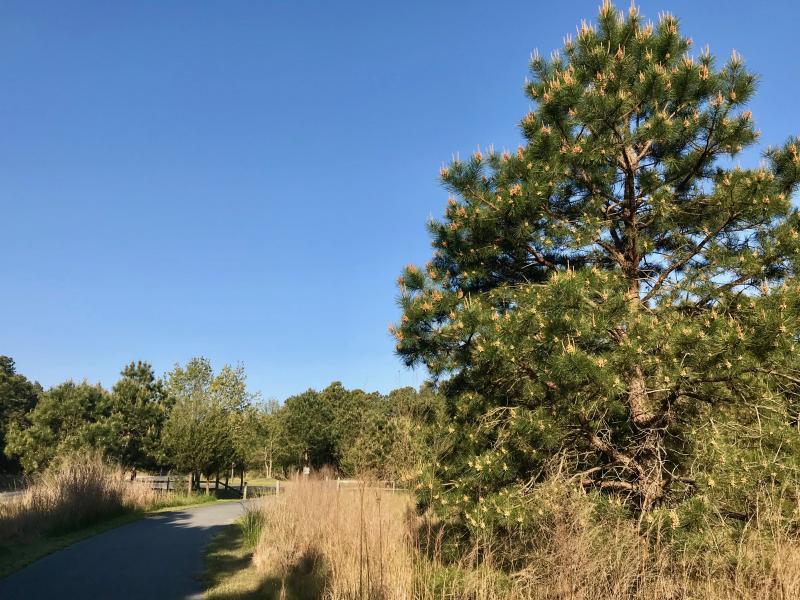 Pollen-loaded candles – locked and ready to fire – light up a pine tree along the trail in Cape Henlopen State Park. The next photo shows a close-up of the pollen machines. Now, is that scratchy throat I’m feeling pollen allergy or coronavirus?