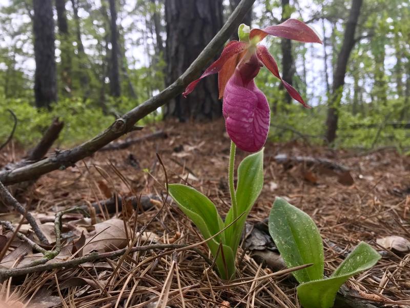 Orchids, roses, other goodies | Cape Gazette