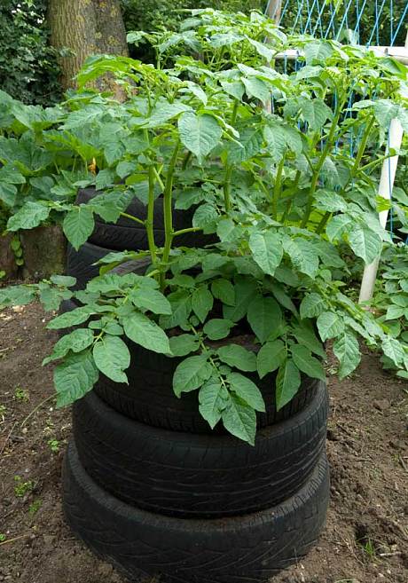 To Grow Potatoes In Containers Choose A Large Pot Or Box Cape Gazette