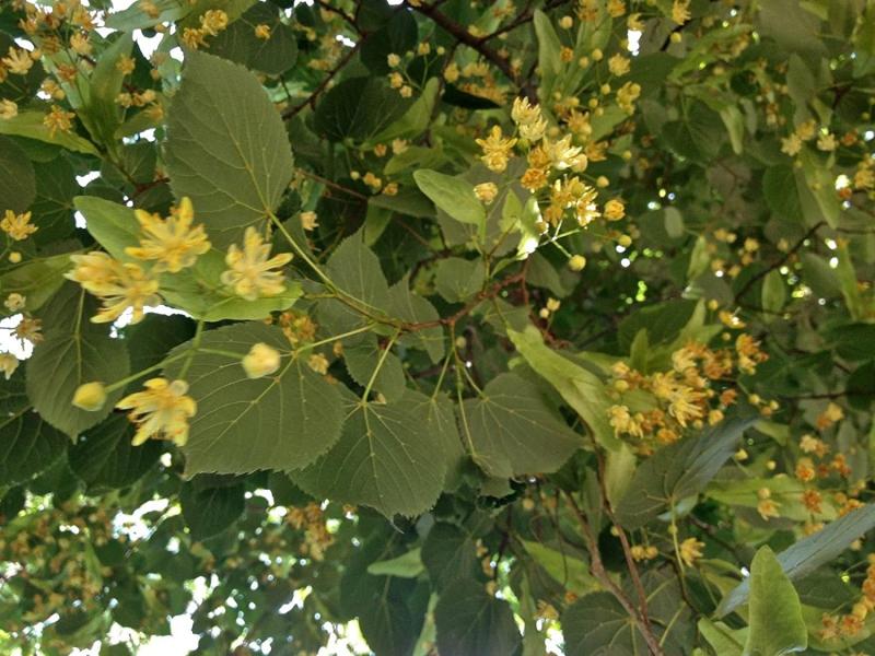 Plant Basswood trees where they will get full sun to partial shade