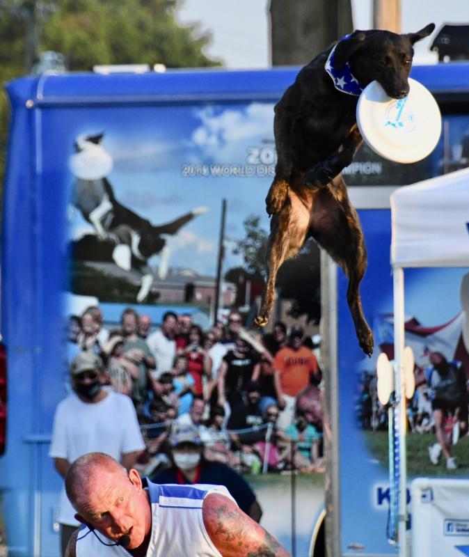 Galaxy Girl, a lab mix, leaps into the air to catch a disc thrown by Lawrence Frederick during the Disc-Connected K9s show. Galaxy Girl is a three-time world championship finalist, taking second place in 2019.