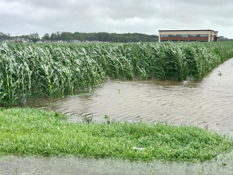 Field corn is at the tasseling stage in Sussex County, Friday’s plentiful rain will be used by the the stalks to begin forming ears on the plants. DENNIS FORNEY PHOTO