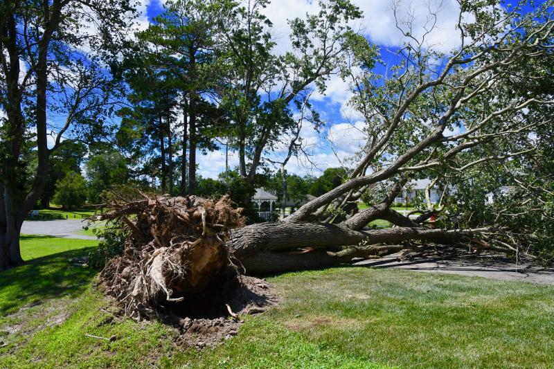 The largest tree in Warwick Park near Oak Orchard has succumbed to the high wind from Tropical Storm Isaias. RON MACARTHUR PHOTO