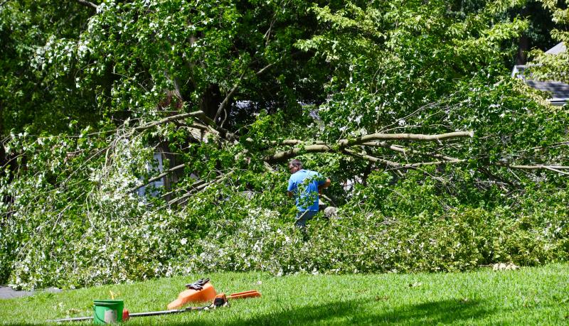 A Warwick Park resident is lost in fallen tree branches as he works to clear a path to his driveway. RON MACARTHUR PHOTO