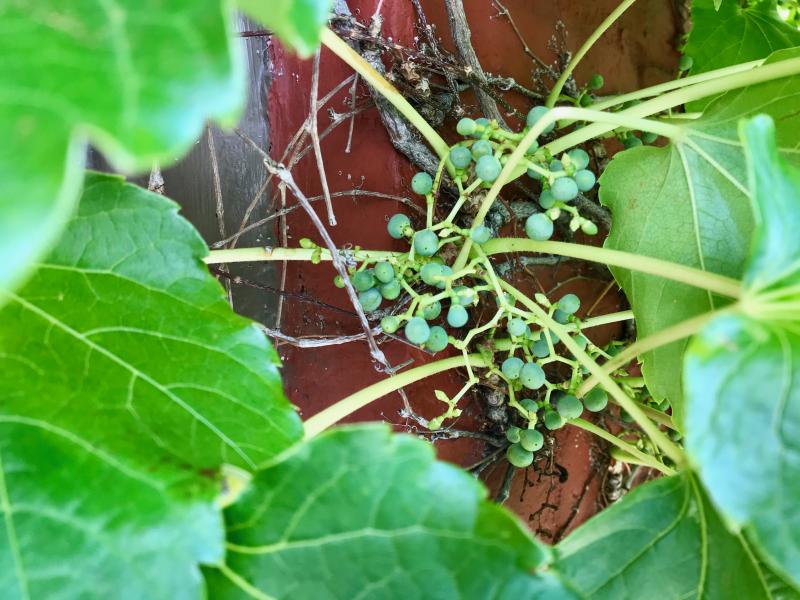 FOX GRAPES, NOT IVY - In a previous post I mentioned the now-shuttered Tin Pan Galley restaurant in Sackets Harbor. I also mentioned the building it was in is being overtaken by ivy. When I walked by again yesterday morning before leaving town, I noticed clusters of little grapes that told me the building was covered with fox grape vines, not ivy. I wouldn’t be surprised to learn, however, that fox grapes are related to ivy.