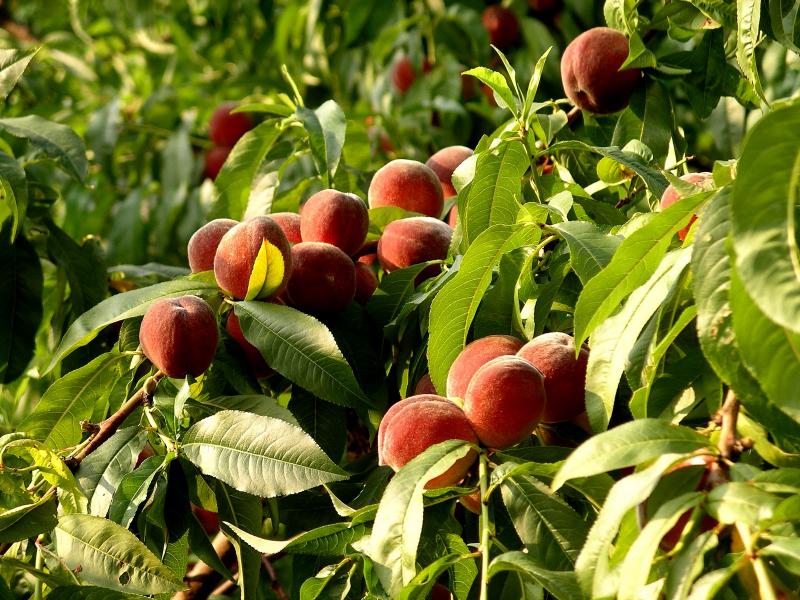 During A Pandemic Gardening May Be The Pit Stop You Need Cape Gazette During A Pandemic Gardening May Be The Pit Stop You Need Cape Gazette