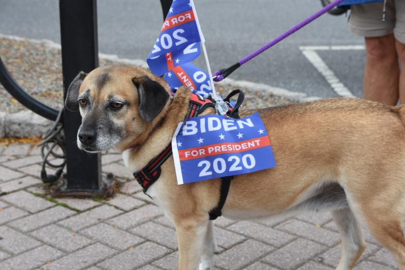 Biden dog parade down Second Street | Cape Gazette