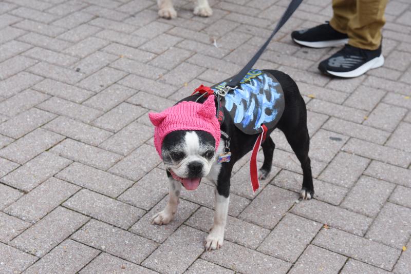 Martin the Boston terrier anticipates a Blue Wag (Wave) on Nov. 3.