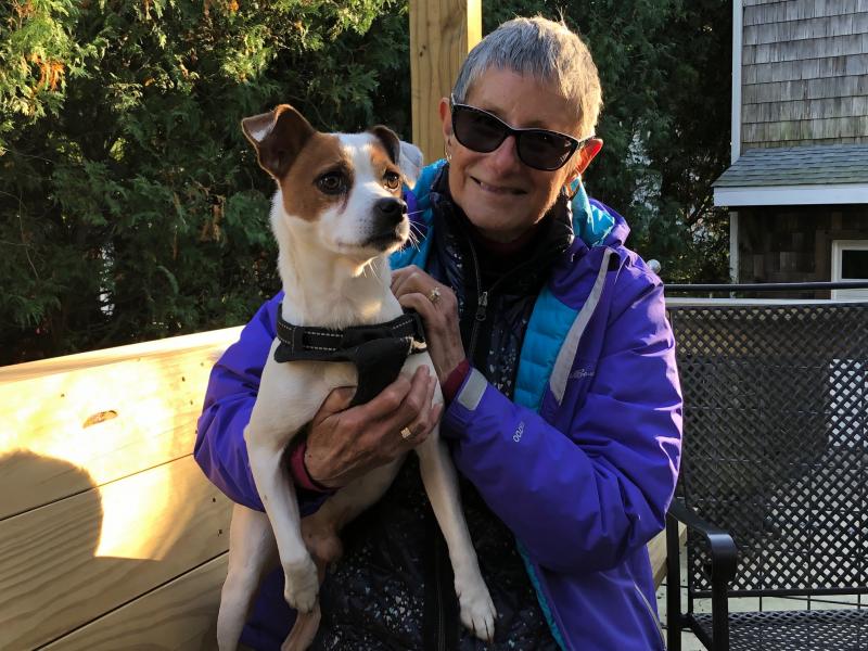 Lewes resident Sally Powell serves as foster mother to Jack Russell terriers on behalf of Mid-Atlantic Jack Rescue. A native of Hertfordshire, England, Powell has been fostering Jack Russells since 2014. Her newest foster dog is Remie, a six-year-old who was given up by his parents. RYAN MAVITY PHOTOS